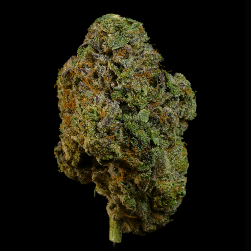 Gorilla Sherbet THCA Flower